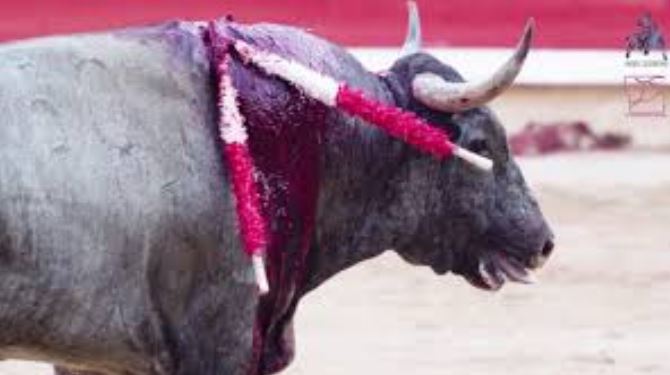 End Bullfighting – OnlyAnimals Foundation